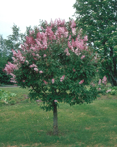 Syringa josikaea